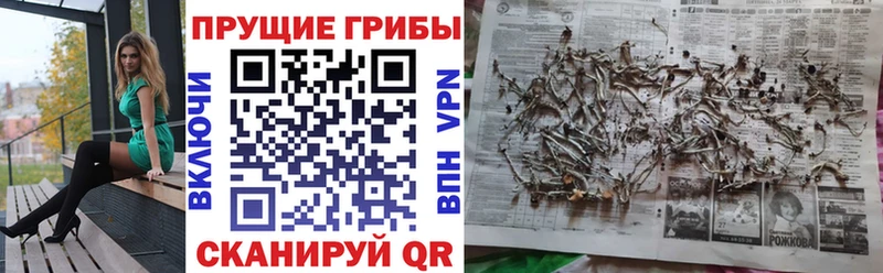 Галлюциногенные грибы Cubensis  дарнет шоп  Новокузнецк 